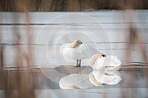 Reflection of swans on melting ice photo